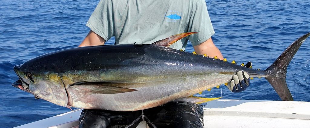 Port Canaveral Yellowfin Tuna